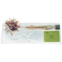 NEURON, 3 PARTS