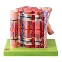 Skeletal muscle fibre with neuromuscular junction