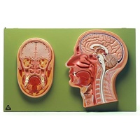 MEDIAN and  FRONTAL SECT OF HEAD