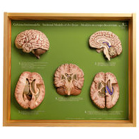 BRAIN, 5 SECTIONAL MODELS