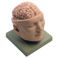 Base of the Head