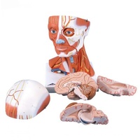Anatomical Model- Head and Neck Musculature, 5 part