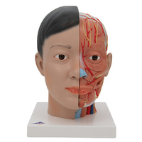 Anatomical Model- Asian Deluxe Head with Neck, 4 part