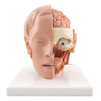 Life-Size Head Model, 6 part