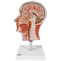 Anatomical Models of Half Head with Musculature