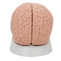 Anatomical Model- Introductory Brain Model, 2 part