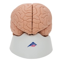 Anatomical Model Brain in 2 parts 
