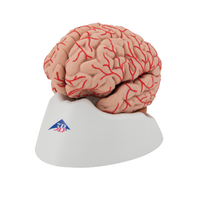 Anatomical Models of Brain with Arteries 