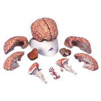 Anatomical Models of Brain with Arteries 