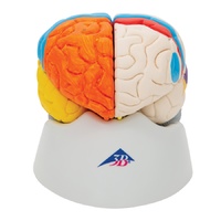 Neuro-Anatomical Brain Model 8-Part