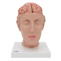 Brain with Arteries and base of Head (8 Part)