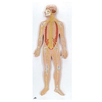 Anatomical Nervous System Model