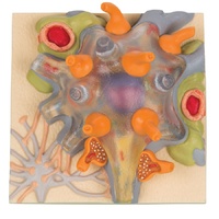 Anatomical Neuron Cell Body Model