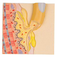 Anatomical Motor End Plate Model