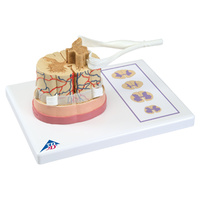 Anatomical Spinal Cord Model