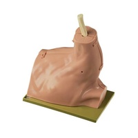 CLA Arthroscopy Simulators Of Shoulder Joint - Soft Skin