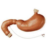CLA Stomach And Duodenum For Endoscopy Training