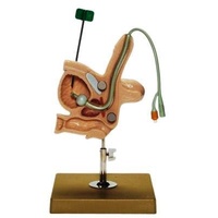 CLA Male Catheterization Model