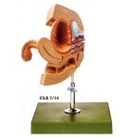 CLA Female Catheterization Model