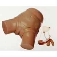 CLA Male And Female Catheterization Model