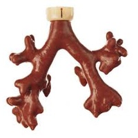 Broncho Boy Fluorescing Tracheo-Bronchial Tree