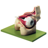 Eyeball with Part of Orbit