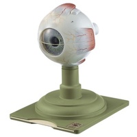 Eyeball