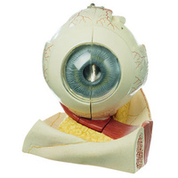 Eyeball