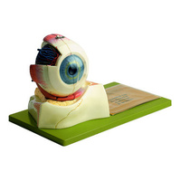 Eyeball