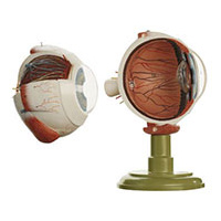 Eyeball