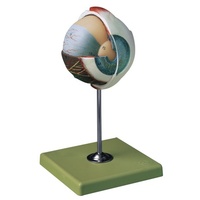 Sectioned Eye