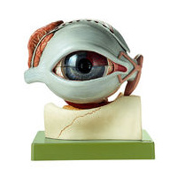 EYEBALL