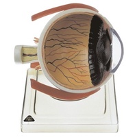 Right Half of the Human Eye