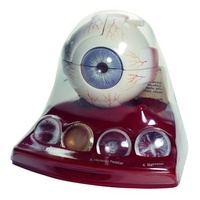 Cataract Eye Model
