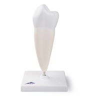 Anatomical Model- Lower Single-Root Pre-Molar