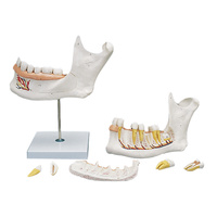 Anatomical Lower Jaw Model