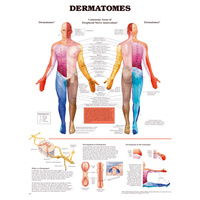 Dermatomes Chart