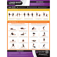  Gym and Fitness Chart - Lower Body - Stretching (L)
