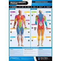 Gym and Fitness Chart - Muscle Groups And Exercises (L)                                        