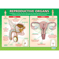 Personal, Social and Health School Chart - Reproductive Organs