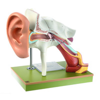 Ear with Pinna