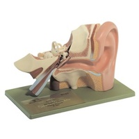 Human Ear