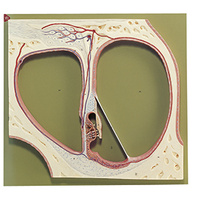 SECT THRU CENTRAL SPIRAL OF @COCHLEA