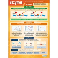 Enzymes Poster
