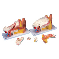 Advanced Anatomical Ear Model 6-Part