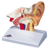 Desktop Anatomical Ear Model, 1.5x Life Size