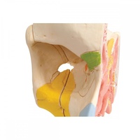 Anatomical Model- Nose Model with Paranasal Sinuses, 5 part