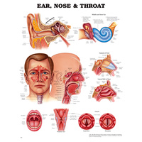 Anatomical Ear, Nose and Throat Chart