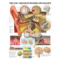 The Ear - Organs of Hearing and Balance (Poster - Soft Lamination)