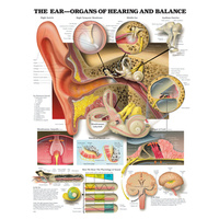 Anatomical Chart- The Ear Organs of Hearing and Balance